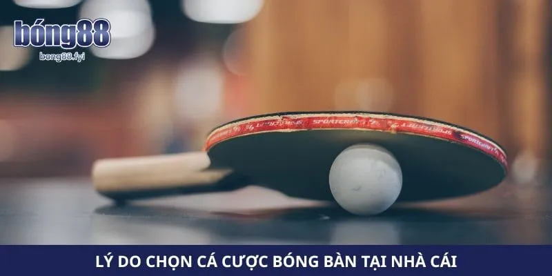 Lý do chọn cá cược bóng bàn tại nhà cái 